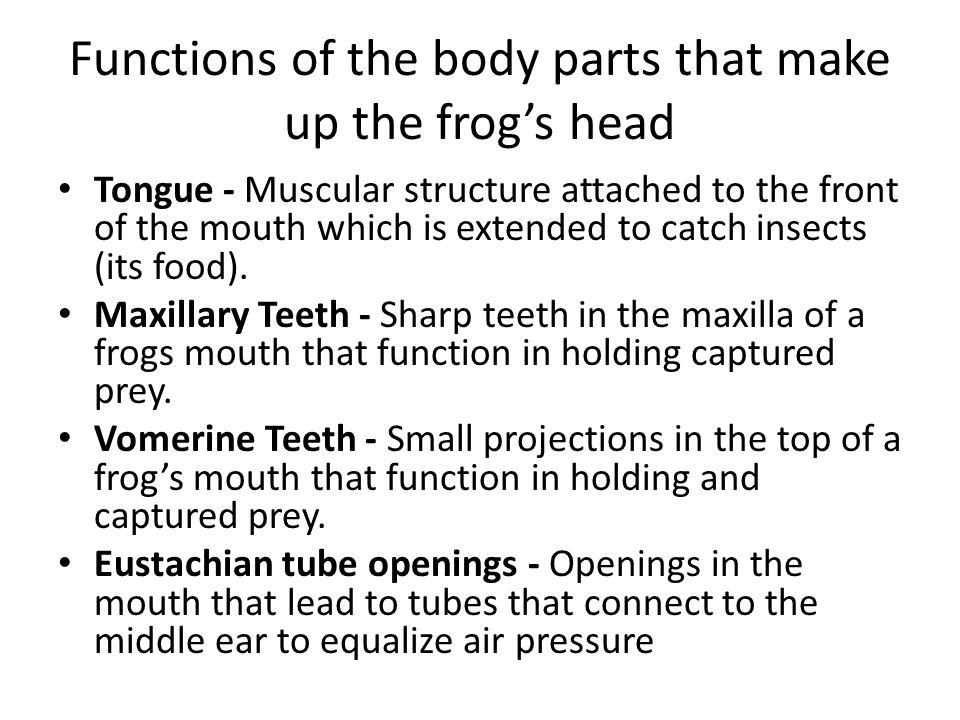 Frog body parts and functions essay